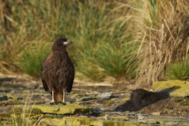 Çizgili Caracara (Phalcoboenus australis)
