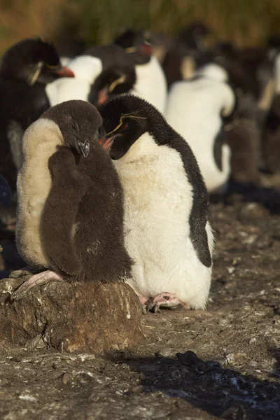 Rockhopper Pinguino pulcino con adulto — Foto Stock
