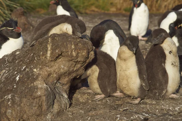 Rockhopper Penguin kuikens — Stockfoto