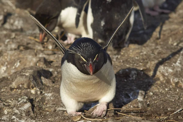 Rockhopper-Pinguin breitet seine Flügel aus — Stockfoto