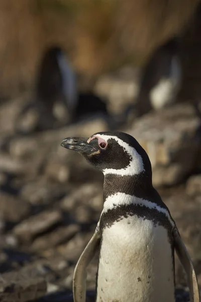 Portret van een Magelhaenpinguïn — Stockfoto