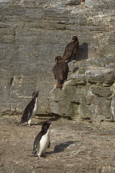 Rockhopper Penguins passerende gevaar — Stockfoto