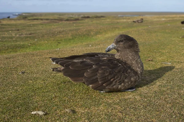 Falkland Skua (Catharacta antarctica) — Stock Photo, Image