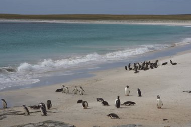 Falkland Adaları 'ndaki Sea Lion Adası' nda karaya çıktıktan sonra sahilde gezinen penguenler..