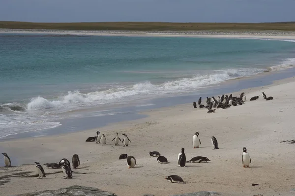 Tučňáci Připravují Pláži Vylodění Ostrově Sea Lion Falklandských Ostrovech — Stock fotografie