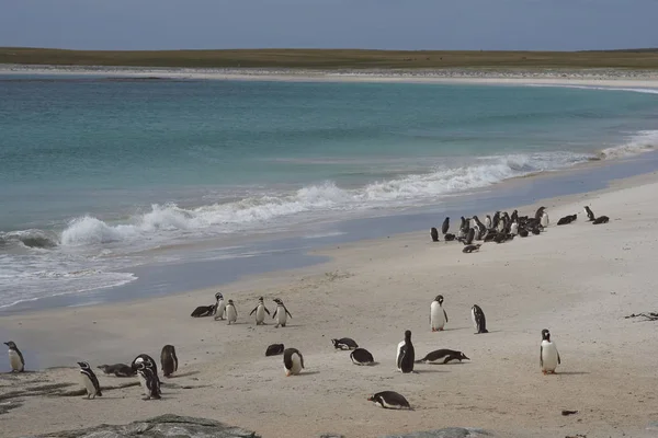 Pingwiny Żerują Plaży Przybyciu Lwią Wyspę Morską Falklandach — Zdjęcie stockowe