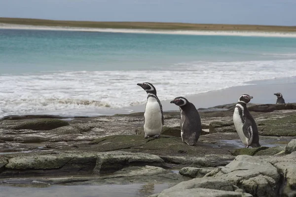 Pingwiny Żerują Plaży Przybyciu Lwią Wyspę Morską Falklandach — Zdjęcie stockowe