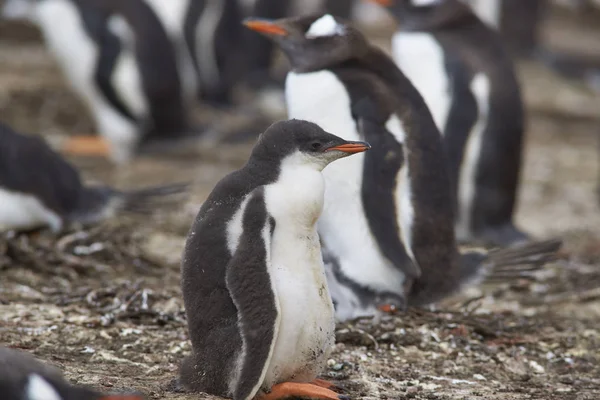 Grupp av Gentoo Penguin kycklingar — Stockfoto