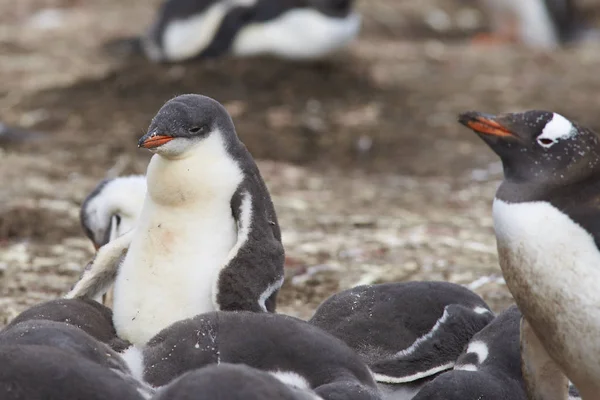 Grupo de polluelos pingüinos Gentoo — Foto de Stock