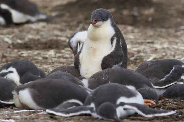 Grupo de polluelos pingüinos Gentoo — Foto de Stock