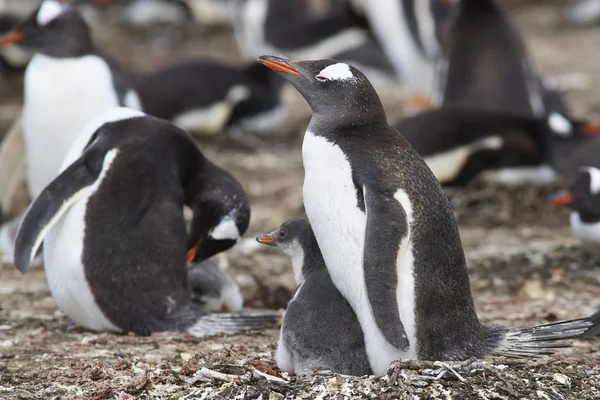 Pingouin Gentoo avec poussin — Photo