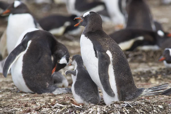 Gentoo Pinguin mit Küken — Stockfoto