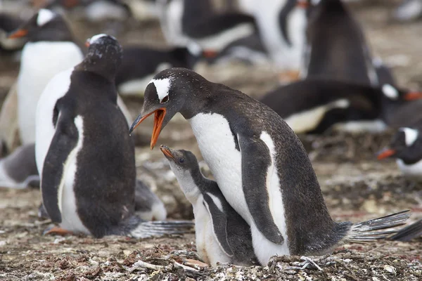 Pingwin białobrewy z laska — Zdjęcie stockowe