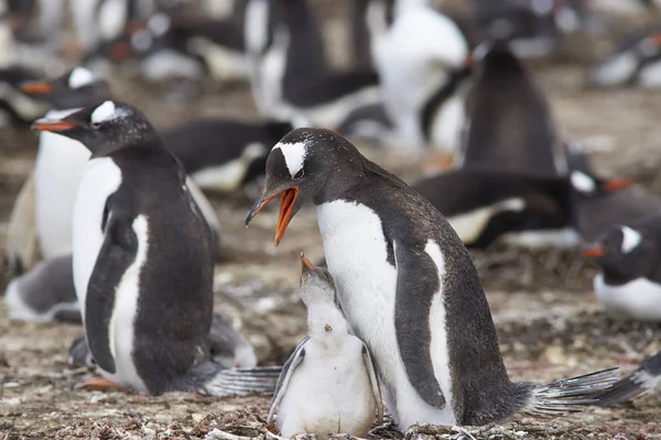 Gentoo Penguin with chick — Stock Photo, Image