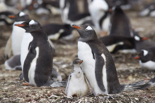 Gentoo Pingüino con polluelo — Foto de Stock