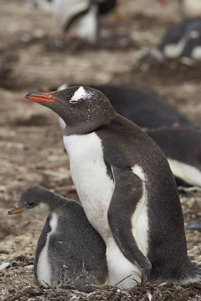 Gentoo Pinguin mit Küken — Stockfoto
