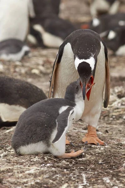 Pingwin białobrewy karmienie jej chick — Zdjęcie stockowe