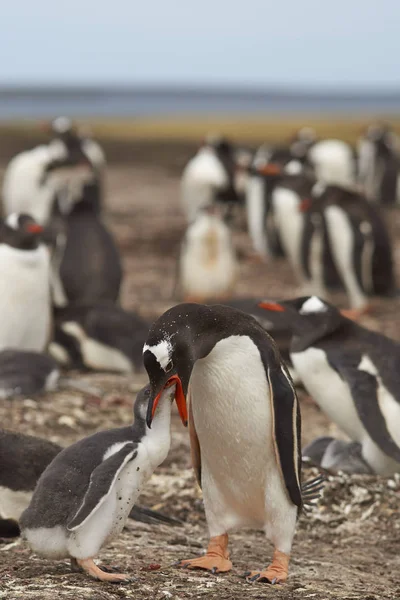 Gentoo Pinguim alimentando seu filhote — Fotografia de Stock