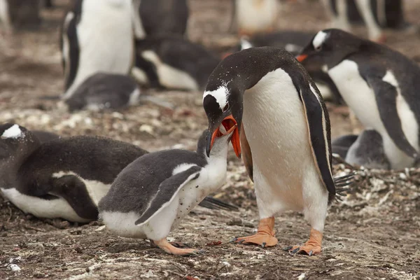 Gentoo Penguin feeding its chick — Stock Photo, Image