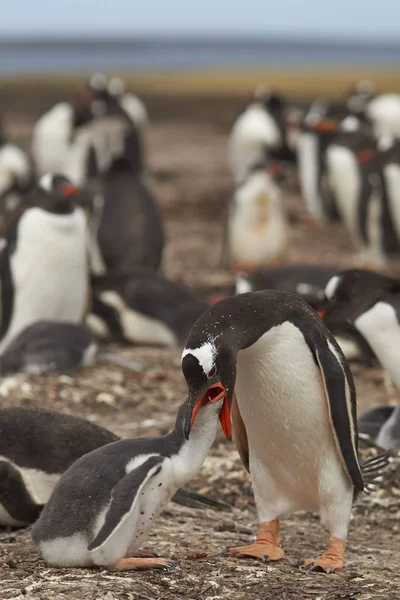 Gentoo Pinguim alimentando seu filhote — Fotografia de Stock