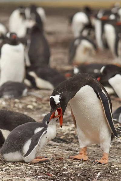 Gentoo Pinguim alimentando seu filhote — Fotografia de Stock