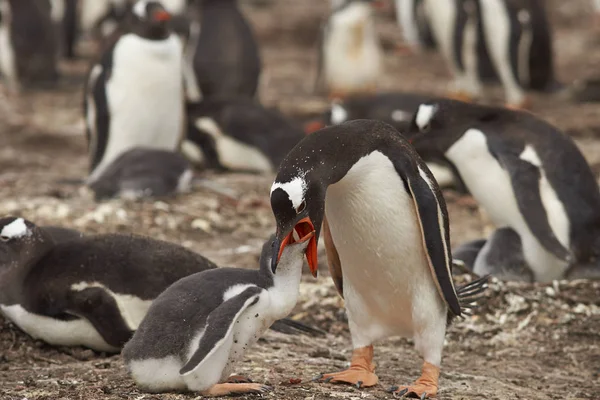 Gentoo Penguin alimentando a su polluelo — Foto de Stock