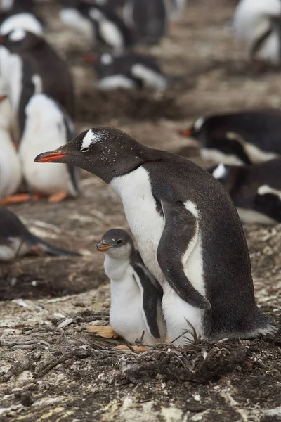 Gentoo Penguin with chick Royalty Free Stock Images