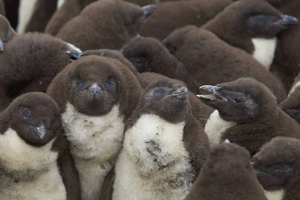 Creche de polluelos pingüinos Rockhopper —  Fotos de Stock