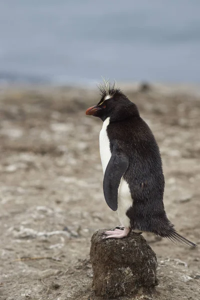 Penguin Preening Sur Plage Après Être Venu Terre Sur Île — Photo