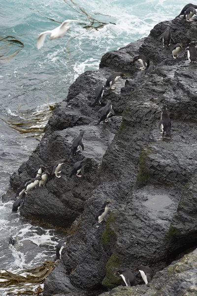 Rockhopper penguenler karaya geliyor — Stok fotoğraf
