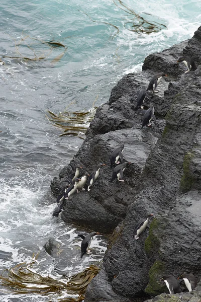 Rockhopper pingviner kommer iland — Stockfoto
