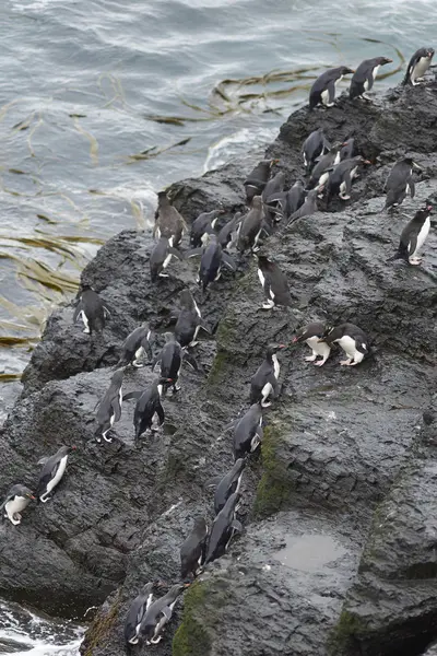 Pingüinos Rockhopper desembarcan en la isla Bleaker — Foto de Stock