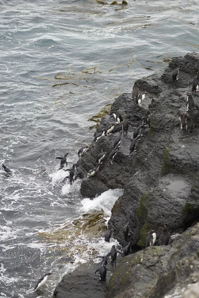 Rockhopper Penguins komt aan de wal op Bleaker eiland — Stockfoto