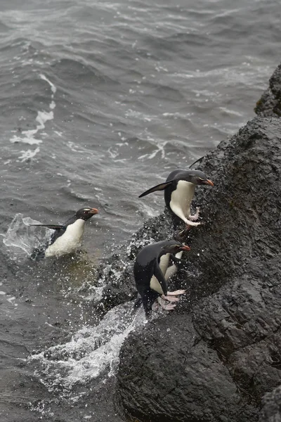 Pingüinos Rockhopper desembarcan en la isla Bleaker —  Fotos de Stock