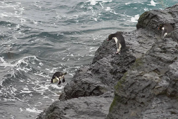 Rockhopper penguenleri görecek — Stok fotoğraf