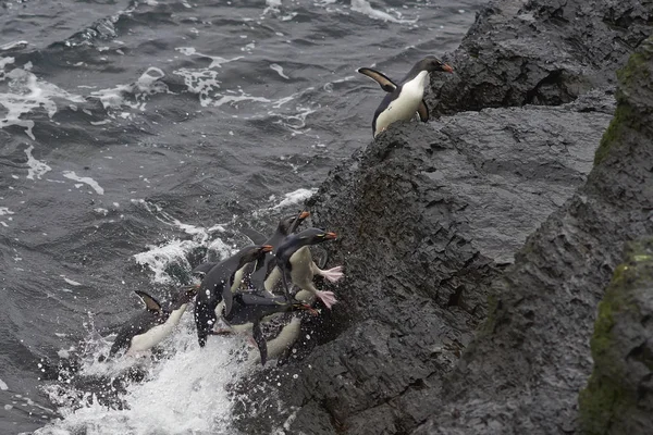 Pingouins Rockhopper débarquant sur l'île Bleaker — Photo