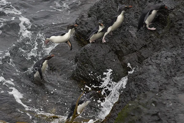 Пингвины-рокхопперы выходят на берег на острове Бликер — стоковое фото