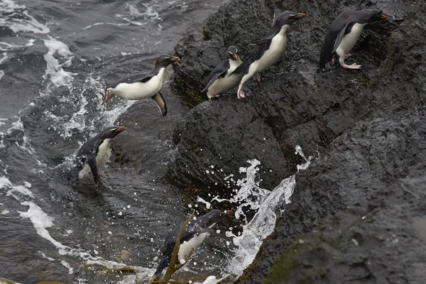 Pinguins Rockhopper vindo para terra na Ilha Bleaker — Fotografia de Stock