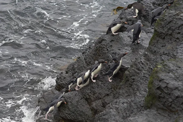 Rockhopper Penguins komt aan de wal op Bleaker eiland — Stockfoto