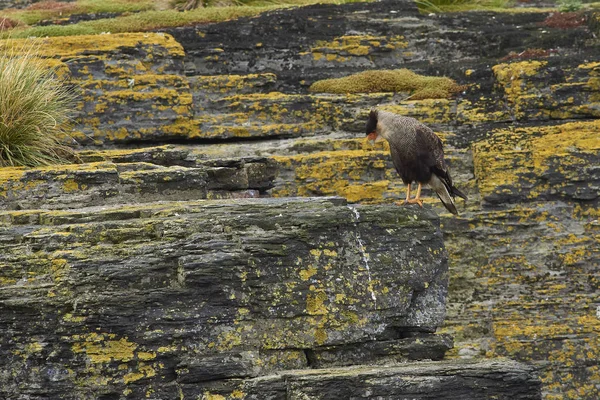 Locustella Caracara Phalcoboenus Australis Permanent Een Mos Bedekt Rock West — Stockfoto