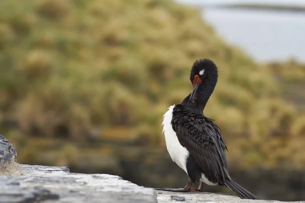 大人ロック シャグ Magellanicus フォークランド諸島の暗い島の崖の上に立っています — ストック写真