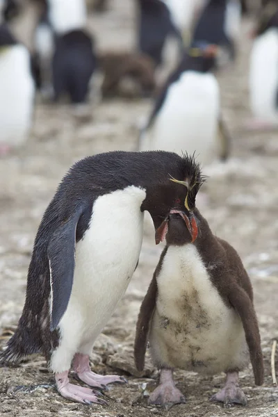 Dorosły Pingwin Rockhopper Eudyptes Chrysocome Karmi Prawie Pełni Dorosłą Pisklę — Zdjęcie stockowe