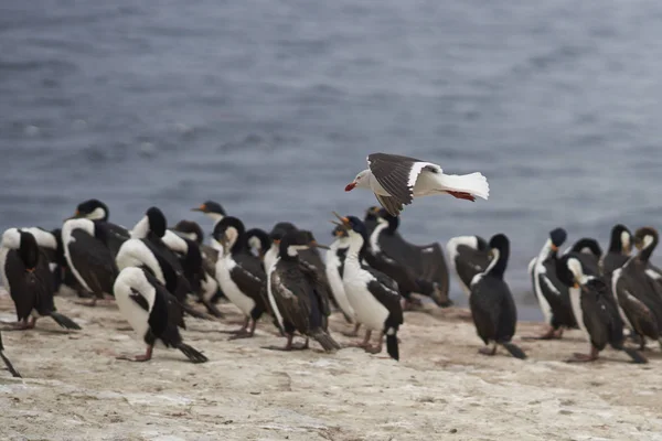 Pinguins Espreitando Praia Depois Desembarcar Ilha Leão Marinho Nas Ilhas — Fotografia de Stock