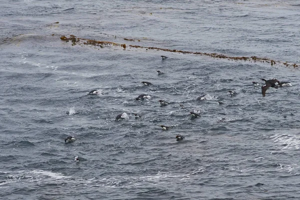 Pinguini Che Nuotano Nell Oceano Vicino All Isola Sea Lion — Foto Stock