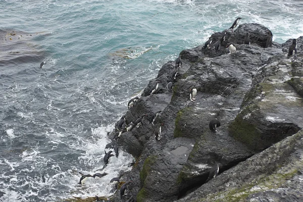 Pingüinos Rockhopper que desembarcan —  Fotos de Stock