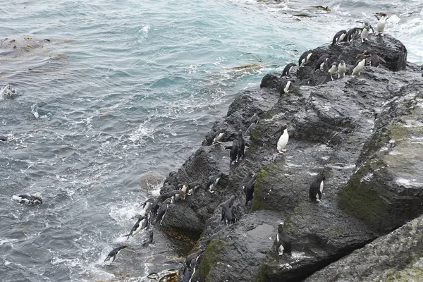 Pingüinos Rockhopper que desembarcan — Foto de Stock