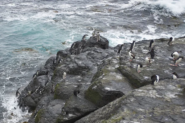 Rockhopper Penguins komt aan de wal — Stockfoto