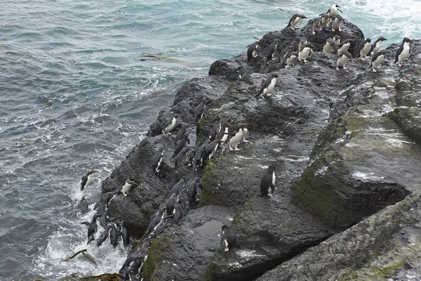 Pingüinos Rockhopper que desembarcan — Foto de Stock