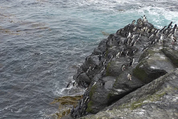 Пингвины-рокхопперы выходят на берег — стоковое фото