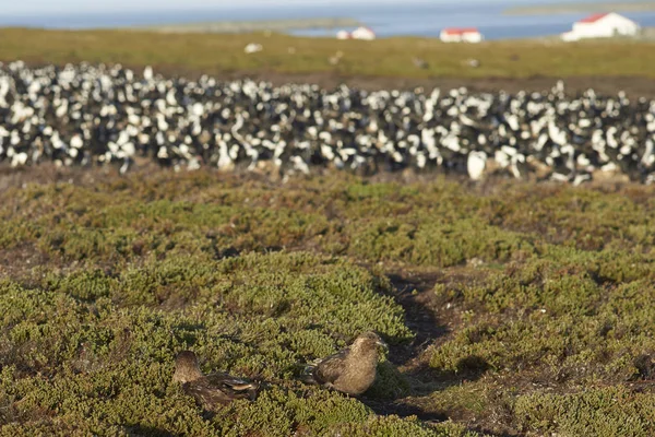 Falkland Skua Catharacta Antarctica Sentado Una Pista Hierba Isla Bleaker — Foto de Stock